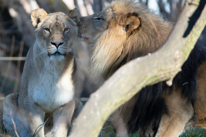 Zoo’s Female African Lion Passes Away | Westside Seattle